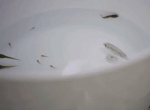 Besoin de lutter contre les poissons envahissants ? Présentez simplement un robot effrayant 