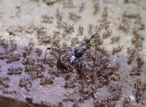 Un champignon tueur pourrait aider le sud des États-Unis à lutter contre les fourmis insatiables 