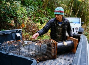 Comment la tribu de la vallée de Hoopa surveille un prédateur forestier rare et rusé 