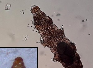 Les tardigrades vont là où la boue les emmène 