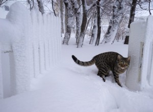 Il est 22h. Savez-vous où est votre chat ? 