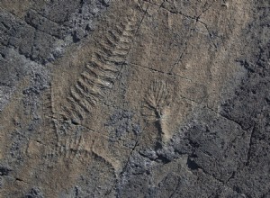 Ces étranges créatures marines ont ouvert la voie à l explosion cambrienne d espèces 