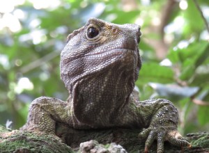 Les reptiles et les amphibiens pourraient-ils détenir la clé de la fontaine de jouvence ? 