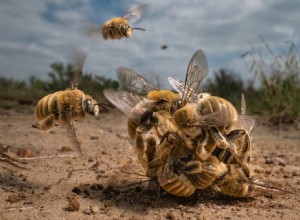 8 photos primées de choses étranges de la nature 