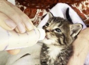 Conseils importants pour l alimentation des chatons nouveau-nés 