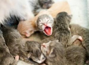 À quoi s attendre avec les chatons nouveau-nés 