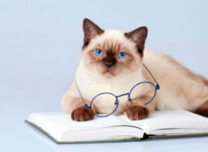 10 faits époustouflants sur les chats 