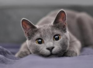 13 magnifiques races de chats gris 