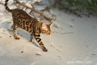 14 races de chats qui ressemblent à des tigres ou à des animaux sauvages 