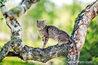 14 races de chats qui ressemblent à des tigres ou à des animaux sauvages 