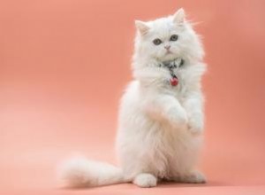 15 races de chats les plus chères :le prix de la purrfection 