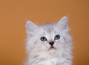 5 races de chats adorables et hypoallergéniques 