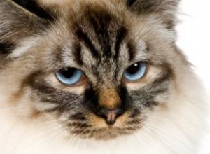 Tout sur les chats de Birmanie 