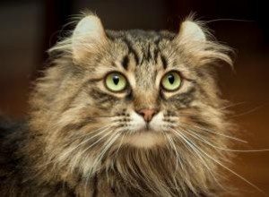 Profil de race de chat American Curl 