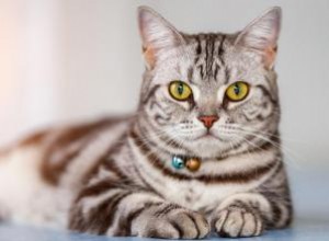 Profil de race de chat American Shorthair 