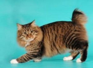 Caractéristiques des chats Bobtail américains 