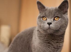 Caractéristiques des chats British Shorthair 