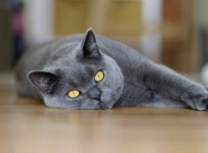 Profil de race de chat Chartreux 