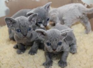 Profil de race de chat Devon Rex 