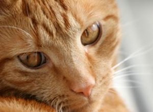 Races, comportement et santé des chats domestiques 