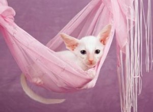 Histoire et caractéristiques de la race des chatons orientaux blancs 