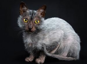 Chats loup-garou Lykoi 