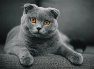 Histoire et informations sur la race de chat Scottish Fold 