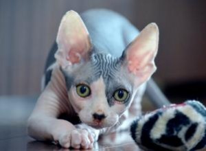 Faits et images sur la race de chat Sphynx 