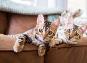 Tableau des caractéristiques des meilleures races de chats 