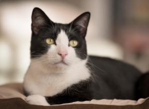 Faits et images sur la race de chat Tuxedo 