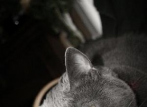 Conseils essentiels pour les soins des chats gériatriques 