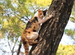 Comment faire sortir un chat d un arbre 