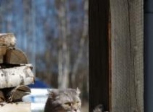 Comment empêcher les chats de gratter les meubles 