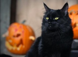 Sécurité d Halloween indispensable pour les animaux de compagnie, les chats noirs et les créatures 