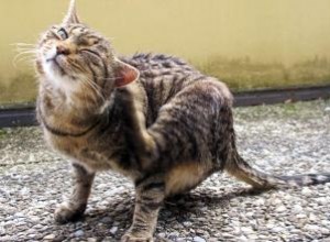 Révolution pour les chats - Un aperçu complet 