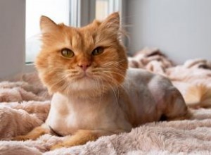 Devriez-vous obtenir une coupe de lion pour les chats ? Avantages et inconvénients 