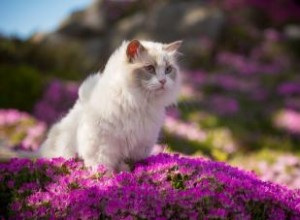 Faut-il laisser sortir son chat ? (Pour les propriétaires de chats d intérieur) 