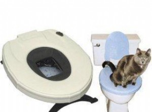 Étapes impliquées dans la formation aux toilettes pour chats 