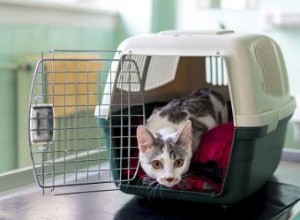 Que faire si votre chat souffre d anxiété de voyage 