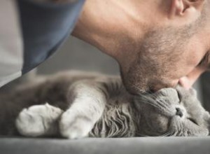 Plus de 100 noms de chats commençant par C (mignons à créatifs) 