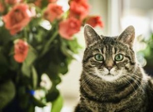 Plus de 100 noms de chats espagnols pour les félins Fabuloso 