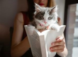 101 noms de chats littéraires célèbres (trouver un chef-d œuvre) 