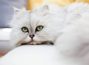 Plus de 120 noms de chats persans pour des chats mignons et élégants 