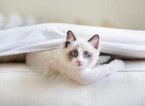 139 noms de chats Ragdoll aussi irrésistibles que la personnalité de votre animal 