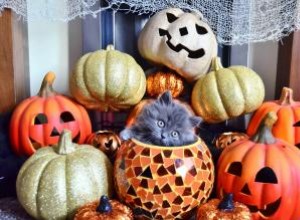 140 noms de chat d Halloween de doux à effrayant 