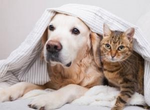 17 raisons pour lesquelles les gens pensent que les chats sont meilleurs que les chiens 