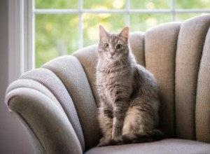 Plus de 200 noms de chat élégants pour les félins sophistiqués 