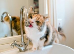 4 clés pour arrêter votre chat espiègle dans la salle de bain 