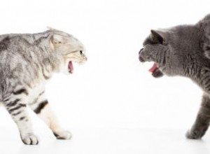 5 raisons courantes pour les combats de chats 