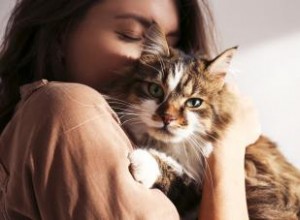 60+ citations de chat mignon pour les amoureux des chats 